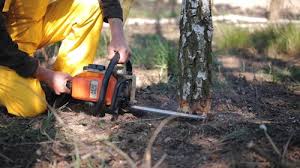 Best Seasonal Cleanup (Spring/Fall)  in North Richmond, CA