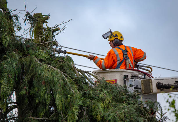 Best Utility Line Clearance  in North Richmond, CA