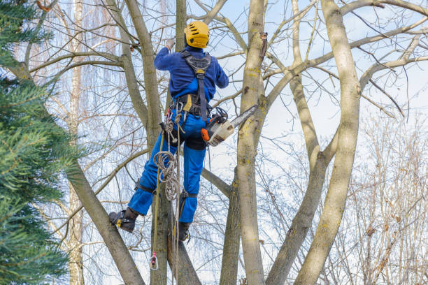 Best Tree Removal  in North Richmond, CA