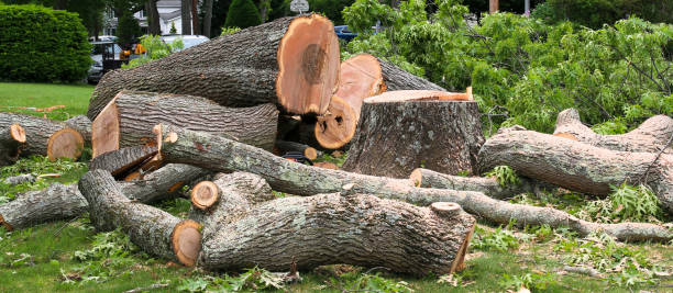 How Our Tree Care Process Works  in  North Richmond, CA