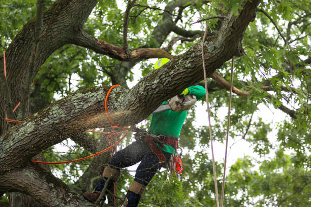 Best Root Management and Removal  in North Richmond, CA