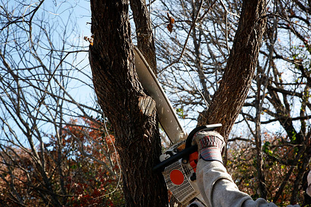 Best Emergency Tree Removal  in North Richmond, CA