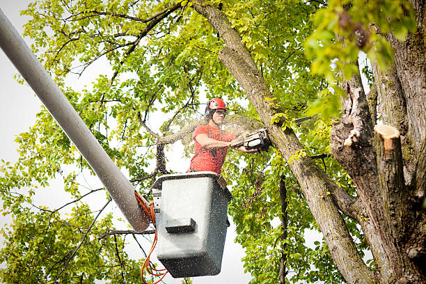 Best Palm Tree Trimming  in North Richmond, CA