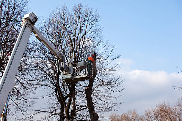 Best Tree Maintenance Programs  in North Richmond, CA