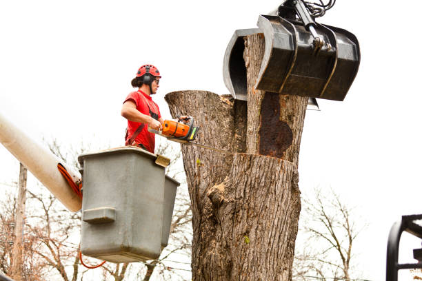 Best Storm Damage Tree Cleanup  in North Richmond, CA