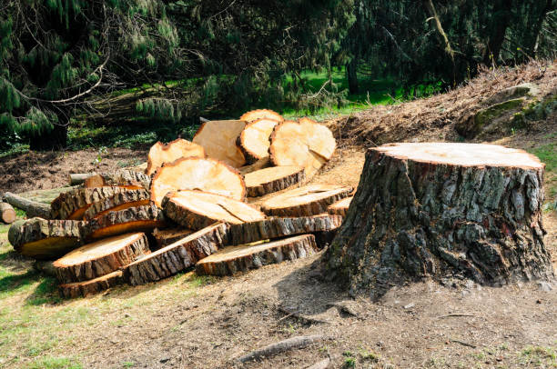 Best Tree Cabling and Bracing  in North Richmond, CA